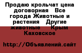 Продаю крольчат цена договорная - Все города Животные и растения » Другие животные   . Крым,Каховское